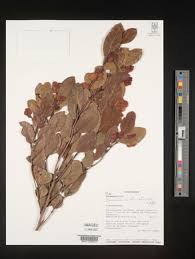 Image result for Homalium abdessammadii