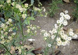 Image result for Conyza limosa