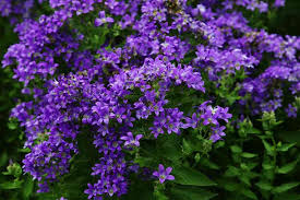 Campanula Lactiflora Prichard S Variety Campanula Flower Garden Outdoor Gardens