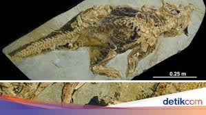 Contohnya dino berwarna merah, yang sering dijadikan tampilan bersama dino warna hijau. Ilmuwan Ini Meneliti Pantat Dinosaurus Eh Bagaimana