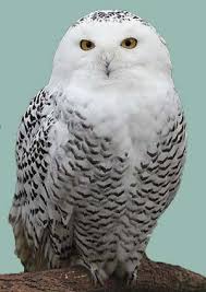 Birds Of Prey Cape Cod Ma Snowy Owls At Chatham Light Capecodtoday Com Chatham Snowy Owl Owl