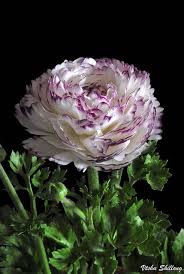 Pin On From The Garden To The Table Recipes For Life