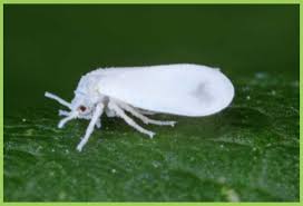 Image result for whitefly in cucumber