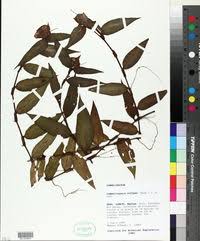 Image result for Commelina saxosa