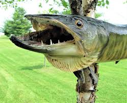 We did not find results for: Can You Eat Muskie Fish