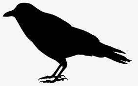 Crow Crow Black And White Free Transparent Clipart Clipartkey Vol.03 ch.024 team karasuno, full speed ahead vol.03 ch.025 encounter vol.04 ch.026 determination vol.04 ch.027 the cats and crows meet again! crow crow black and white free