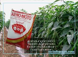 Cikgu pencen cipta baja ajaib untuk semua pokok buah. Hasil Tanaman Berganda Selepas Semburan Monosodium Glutamate My Info Maya