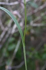 Image result for Habenaria walleri