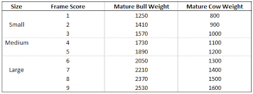 How To Calculate Target Slaughter Weights For Your Beef