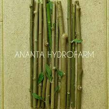 Daun afrika juga dapat anda gunakan untuk mengatasi infeksi pada tenggorokan anda. Stek Daun Afrika Bibit Daun Afrika Stek Pohon Insulin Pohon Daun Afrika Vernonia Amygdalina Shopee Indonesia