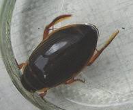 Tauchende Kafer Im Pool