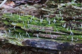 Image result for Multiclavula mucida