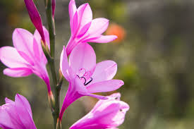 Image result for Watsonia