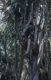 Image result for Raphia farinifera