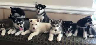 Siberian Husky Puppy For Sale In Williamsburg Va Adn 47093 On Puppyfinder Com Gender Male Age 10 Weeks Old Husky Puppies For Sale Husky Puppies