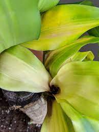 If you lift the plant out of its pot, roots are swollen, translucent and mushy or soft to the touch. Why Are My Corn Plant S Leaves Turning Yellow Gardening Landscaping Stack Exchange