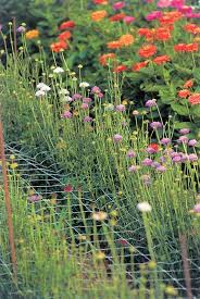 Consider growing your plants outside during the warm summer months or setting up some grow lights for additional brightness. Pin On Cut Flowers