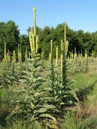 The foliage is also similar in shape to that of a real lamb's ears, hence its name. Mullein Verbascum Thapsus Www Thegypsythread Org Mullein Leaf Herbalism Plants