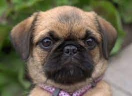 Learn About The Pug Shih Tzu Mix Aka Pug Zu Dogable
