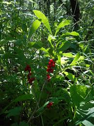 Image result for Synandrodaphne