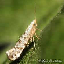 Image result for argyresthia thuiella thuja symptoms