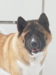 Proven tips from dog experts that has worked for more than 875,000 dog owners worldwide. Upscale Tail Pet Spa Grooming 1290 E Plumb Ln C Reno Nv Pet Grooming Mapquest