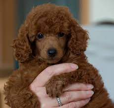 Red Poodle What Our New Puppy Looks Like Poodle Red Poodles Labradoodle Puppy