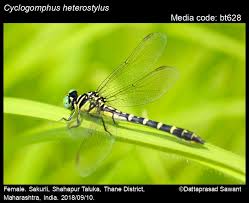 Image result for Cyclosorus molundensis