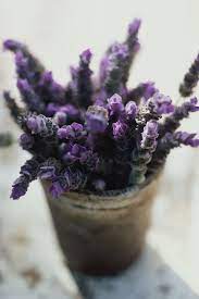 If you live in an apartment, chances are you don't have access to a plot of land to hone your gardening skills. 30 Best Indoor Plants For Apartments Best Houseplants For Apartment Dwellers