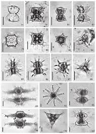 Image result for Duosperma quadrangulare