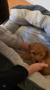 We did not find results for: Actor Shares Moment His Eldest Son Is Reduced To Tears At The Sight Of His New Cavapoo Puppy Daily Mail Online
