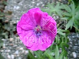 8 to 10 inches foliage: Geranium Sa New Hampshire Purple Hogendoorn Excellent In Young Plants