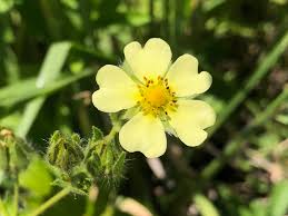 Image result for Schinziella