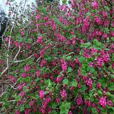 Tree and shrub identification made simple. Flowering Currant Identification Distribution Edibility Recipes Galloway Wild Foods