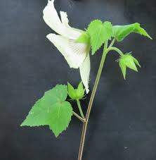 Image result for Hibiscus vitifolius