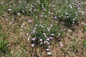 Image result for Malcolmia maritima