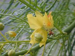 Image result for Parkinsonia aculeata