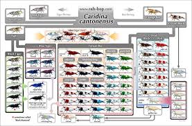 Caridina Shrimp Chart Aquarium Tiger Shrimp Shrimp