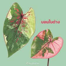May 02, 2021 · ตรวจหวย งวดวันที่ 2/5/64 ผลการออกรางวัลสลากกินแบ่งรัฐบาล 2. à¸¡à¸²à¸£ à¸ˆ à¸à¸ à¸šà¸šà¸­à¸™à¸ª à¸›à¸£à¸°à¹€à¸ à¸—à¸• à¸²à¸‡à¹† à¸— à¸žà¸šà¹ƒà¸™à¸›à¸£à¸°à¹€à¸—à¸¨à¹„à¸—à¸¢ à¸š à¸²à¸™à¹à¸¥à¸°à¸ªà¸§à¸™