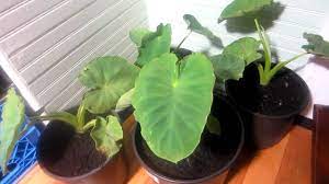 According to frederic couton in the cannery seafood house cookbook, How To Grow Taro Root Youtube