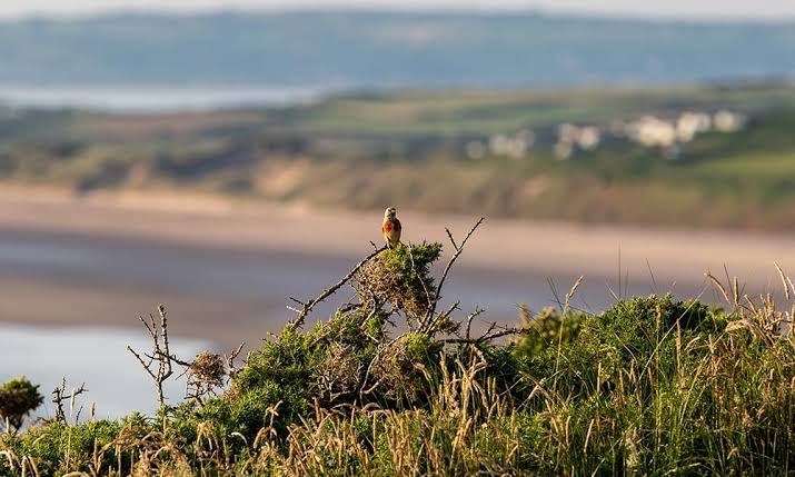 Areas of Natural Beauty – OS Maps Discover
