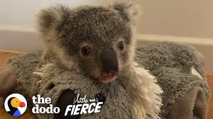 Baby koala baby bottle labels can even fit tommy tippee bottles!! This Baby Koala Has To Learn To Climb Trees So He Can Be Released The Dodo Little But Fierce Youtube