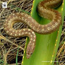 Stunning And Critically Endangered A Male Antiguan Racer Antigua West Indies Wwf Picoftheweek Wwf National Wildlife Federation Endangered Animals
