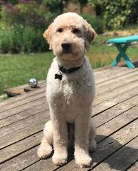 Im not an expert but here is the gene break down! 20 Best Goldendoodle Haircut Pictures The Paws Goldendoodle Haircuts Dog Haircuts Goldendoodle Grooming