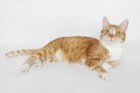 What is it about orange cats!? The Personality Of A Tabby Cat Is Quite Unique In All Respects Cat Appy
