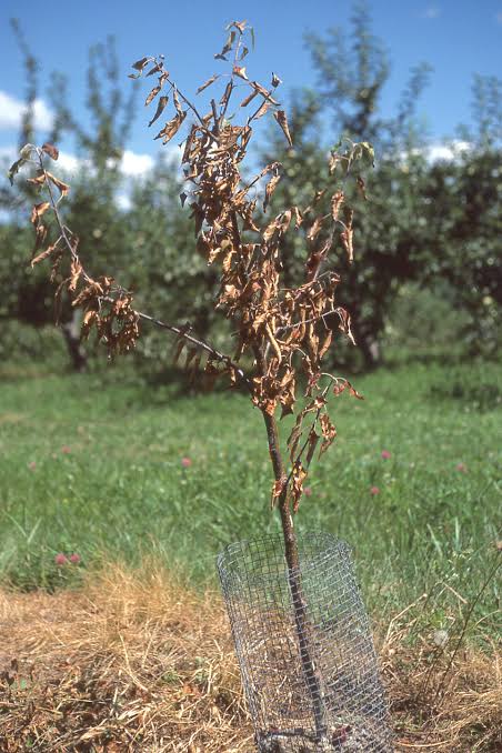 Lightning damage on apple trees » Tree Fruit Diseases: Observations and Archives