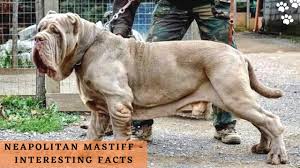 We did not find results for: Neapolitan Mastiff Interesting Facts Italian Bulldogs Italian Dog Breed Video Youtube
