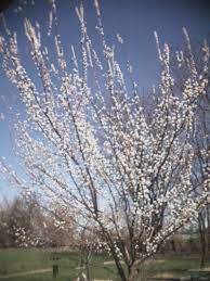 The chinese apricot tree (prunus armeniaca 'chinese') is a cold hardy, beautiful tree that produces delectable fruit. Apricot Tree Pictures Apricot Tree Tree Landscape Trees