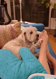 Lol why tho? : rWhatsWrongWithYourDog