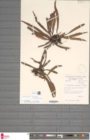 Image result for Loxogramme abyssinica